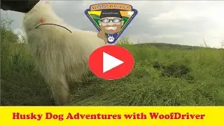 Adventures of Husky Dog Free Ranging with Spinner