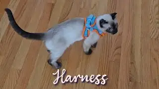 Kitten unnecessary harness training