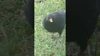 An incredibly handsome male Blackbird feeding in the garden