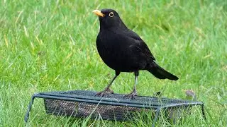 Feeding Garden Birds | Blackbirds Visit the New Ground Feeder