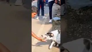 Dog is Best friend ever😭🐕 #dogclothes #funny #dogshorts #dogapparel #hardwork