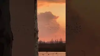 #nature#naturelovers#sunsetcolors#birds