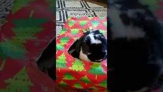 how to wrap small objects #bunny #shorts #rabbit#bunnyrabbit#christmas#present#wraping#giftwrapping