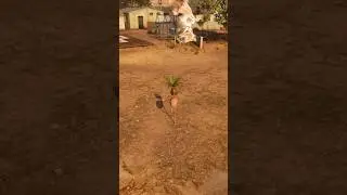 Cats Easter Egg In Goat Simulator: Remastered