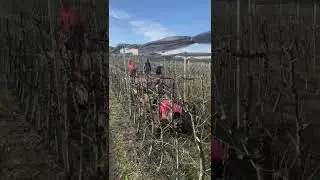 Geyve'de Altın Makas budama ekibi sezona girdi - 3