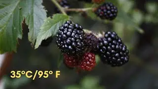a summer's day || video diary