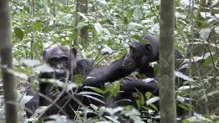A Social Behavior Unique To Humans Observed In Wild Chimpanzees