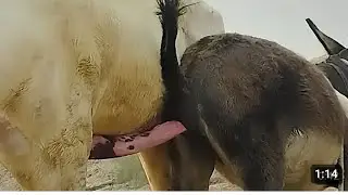 Donkey breeding video 