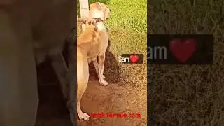 #viral #dog # #viralvedio #alangu#bully#indian#shortvedio#shortsfeed#pet#funnyvedio#trendingshort