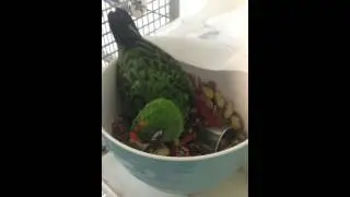 Jake the Parrot Takes a Seed Bath