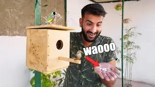 WAaaow Surprise😱 My Finch Laid Eggs