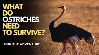 What Do Ostriches Need to Survive?