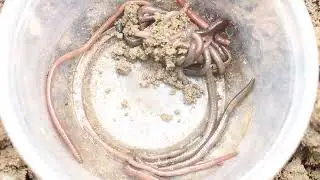 I searched the ground for earthworms and found many earthworms.
