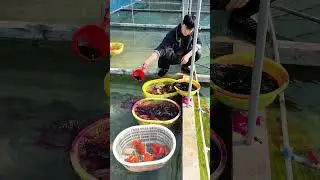 Teach everyone how to disinfect a fishpond with potassium permanganate #koi#fish #pets #goldfish