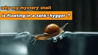Why&nbsp;my&nbsp;mystery&nbsp;snail&nbsp;is&nbsp;floating&nbsp;in&nbsp;the tank?