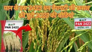 pan 2423 dhan // पान कंपनी के 2423 वैरायटी की फसल की पूरी वीडियो 2023 की वीडियो