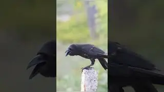 crow crying for water #pakistani #creativebird sounds