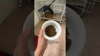 COMO &Eacute; TER UM FUR&Atilde;O