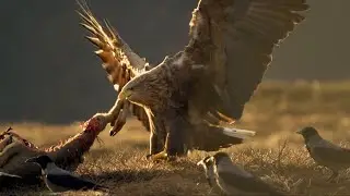 The sea eagle, a powerful hunter