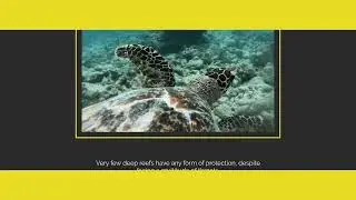 Deep Reefs Need Our Help #reef #ocean #environment #environment4change
