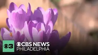 Spring allergy season to be supercharged due to higher pollen counts, extended allergy season