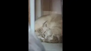 Instrumental Serenity｜深層寧靜純器樂 🌙 安穩助眠・整夜陪伴 Deep Serene Instrumental Music 🌙 Calm Sleep Companion