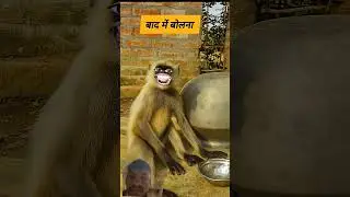 #monkey #funny #comedy