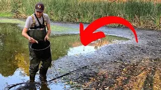 1000 Fische in einer Pfütze! | Was wir hier gefunden haben ist unglaublich....