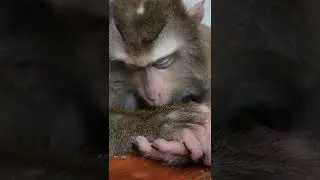 Monkey Baby Nui sleeping super cute | Nui Family