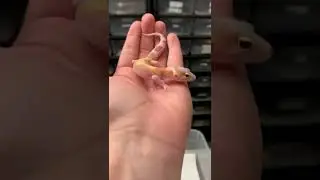 Striped Tremper Eclipse leopard gecko