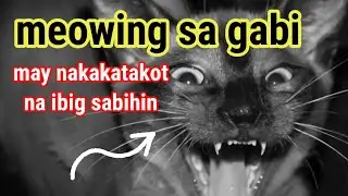 SOBRANG PAG-MEOW NG PUSA MO ITO ANG NAKAKATAKOT NA IBIG SABIHIN