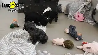 Cute Cavapoo Puppies