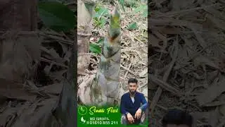How to Grow Bamboo  Bamboo seedling to shoot transformation is amazing bamboo #bamboo #farming #yt