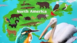 Learn Animal names /Let&acute;s scratch off Animals of North America and guess the Animal name 😊