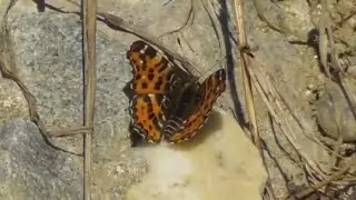 Euphydryas  butterfly species, uncertain determination