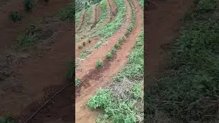 Irriga&ccedil;&atilde;o em caf&eacute; !