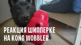 Обзор KONG Wobbler для собак средних размеров