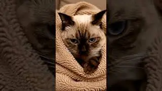 cat under blanket