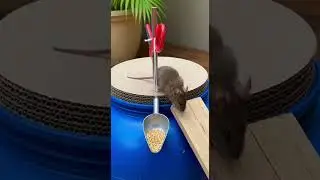 Funny Simple box fooled mouse so badly Watch the sneaky escape #cat #funnycats #petsoftiktok