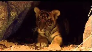 Save Our Tigers