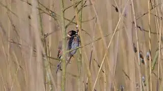 Birds of Europe: Common reed bunting (Emberiza schoeniclus)