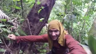 Miconia surveys and mature plants