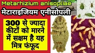 मेटाराइजियम एनीसोपली | मित्र फंगस - जैविक कीटनाशक | All about the METARHIZIUM ANISOPLIAE