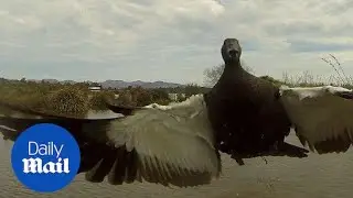 Duck attack: Angry duck attacks drone hovering his territory - Daily Mail