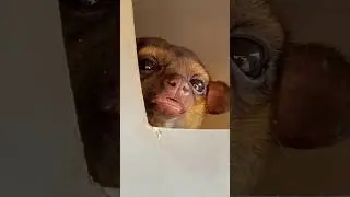 The king of side eye himself!! Mr. Momo is so expressive 👀 #animals #kinkajou