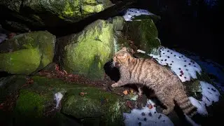 DIVOŠKY z DOUPOVA ve FILMU III. | WILDCAT from DOUPOV III.