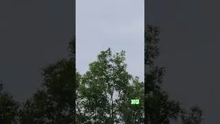 is it a crow? Does it call for help?Эта птица &mdash; ворона? Она зовёт на помощь?