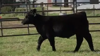 Troy Otto Tag 27