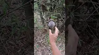 #explore #nature #nest #birds #naturesvoice #animals #birdsong #farming #lovebirdsfarming #shorts