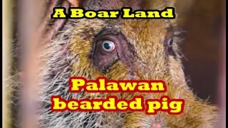 Ang Palawan Bearded Pig ng Aborlan Palawan